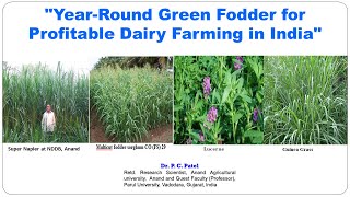 YearRound Green Fodder for Profitable Dairy Farming in IndiaDr PCPatel [upl. by Akirea588]