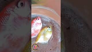 Tetra Breeding farming trending shorts satisfying diy upload daily viral fish color tetra [upl. by Chloette]