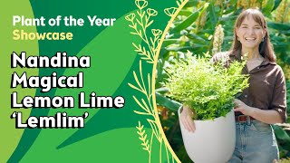 🌿 Plant of the Year Showcase Nandina Magical Lemlim🌿 [upl. by Emogene]