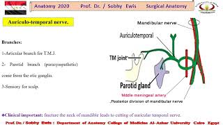 Auriculotemporal Nerve V [upl. by Perni]