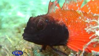 ТроеперTripterygion tripteronotusTriplefin blenny [upl. by Llevert]