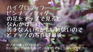 ピンナティフィダの花 どアップにするとなんか別物 [upl. by Jodi]