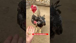 Yellow Jawa Is Very Excited To Playing With Me 😍🐓shortvideo rooster youtubeshorts petscare [upl. by Yeltnerb688]