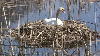 Schwanenfamilie  Höckerschwäne beim Brüten und Territoriumausbau  Erweiterung der Schutzzone [upl. by Alul]