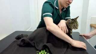 How to restrain your cat safely [upl. by Orling]