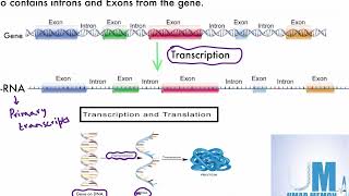 Introns Exons and splicing new syllabus  AS Level Biology [upl. by Ecydnarb]