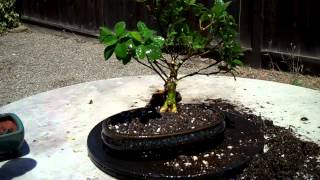 Creating a Dwarf Gardenia Bonsai Part 3 Potting  Sealing cutsmp4 [upl. by Kellyn]