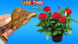 5 MAGICAL USES OF ASAFOETIDA IN GARDENING amp FARMING [upl. by Eulaliah]