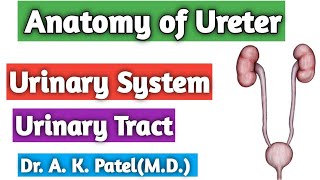 Anatomy of Ureter Urinary tract system Bams first prof Ncism syllabus Bd Chaurasiya Dr Anil [upl. by Conant236]