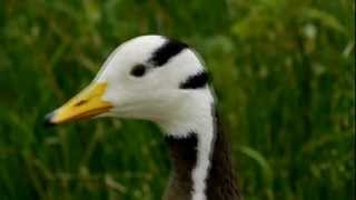 Head of a Barheaded Goose Anser indicus  Kopf einer Streifengans bzw Indischen Gans 1 [upl. by Oilut]