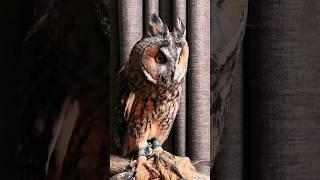 Great horned owl  Great horned owl call bird nature [upl. by Christensen]