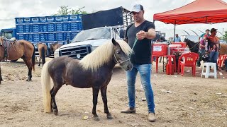 FEIRA DE CAVALOS EM CARUARUPE 12122023 nordeste [upl. by Necyla340]