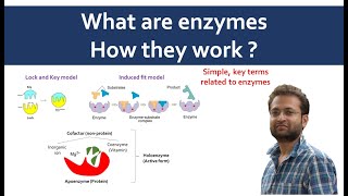 What are enzymes Cofactor coenzyme prosthetic group apoenzyme holoenzyme [upl. by Fredel808]