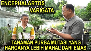 ENCEPHALARTOS VARIGATA TANAMAN PURBA MUTASI YG HARGANYA LEBIH MAHAL DARI EMAS [upl. by Trabue711]