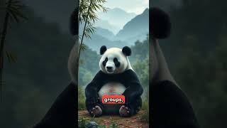 Kungfu Panda  Pandas are really like fight shorts shortsvideo [upl. by Inaej913]