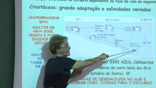 Cursos USP Oceanografia  Bentos de Estuários Marismas e Manguezais  parte 2 [upl. by Aremihc169]