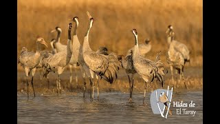 Common Crane dance flights and sounds [upl. by Keavy]