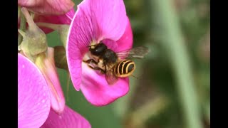 Lathyrusbij Megachile ericetorum vrouwtjes foeragerend op Lathryrus [upl. by Erna]