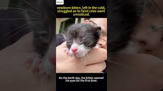 A newborn kitten abandoned on the cold ground struggles to crawl and cry out but is ignored💔 [upl. by Kale590]