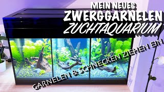 Mein neues Zwerggarnelen Zuchtaquarium  Garnelen amp Schnecken ziehen ein [upl. by Karly]