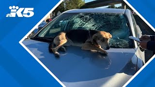 Dog survives fall from I5 overpass [upl. by Aymer]