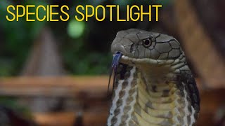 Species Spotlight KING COBRA Ophiophagus hannah [upl. by Gallager]