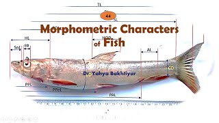 44 Morphometric Characters of Fish How to measure FishMeasuring Fish for Taxonomy [upl. by Trinidad463]