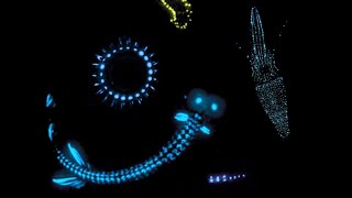 Bioluminescence 101 Marine Animals That Glow [upl. by Atterahs652]