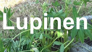 Lupinen pflege gießen düngen Standort vermehren überwintern schneiden Lupine Lupinus Wolfsbohne [upl. by Cherri201]