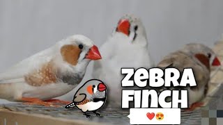 Welcome My Zebra Finches i Hope youllLike your New HomePets vlog [upl. by Trepur188]