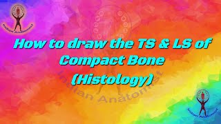 How to draw TS and LS of Compact Bone anatomy anatomyandphysiology bone histology [upl. by Audie]