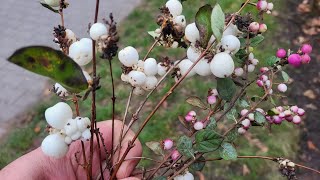 Snowberry Symphoricarpos food or medicine [upl. by Martens]