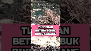 TLEDEKAN BETINA SIBUK BIKIN SARANG Tledekan TledekanGunung TledekanLokal TernakBurung Muraibatu [upl. by Pascoe]