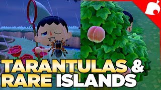 240000 of Tarantulas amp A Rare Fruit Island in 1 Night Animal Crossing New Horizons [upl. by Riek]