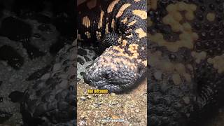 The Gila Monster hidden savior [upl. by Lexerd]