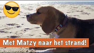 Met Matzy naar het strand  DierenpraatTV [upl. by Gardy352]