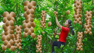 Thanh Farm Harvests Sapodilla From High Above  Makes Papaya Salad To Sell At The Market [upl. by Pascoe]