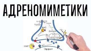 Адренергические агонисты Фармакология простым языком [upl. by Emlen]