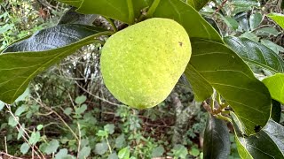 Kwai Muk amp Other Exotic Fruit Trees  8624 [upl. by Brianna]