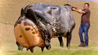 Top 3 highest milking cows  dual purpose breed  gir cow  kankarej  brahman  cow video  milking [upl. by Enelyw]