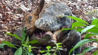 This is the first time Ive seen a Komodo dragon hunting that fast😱 [upl. by Meggi]