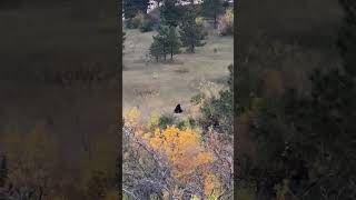 Bears playing in distance Chautauqua Park Boulder Colorado animals wildlife bears shortvideo [upl. by Eillas]