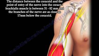 Scapula Coracoid Process Anatomy  Everything You Need To Know  Dr Nabil Ebraheim [upl. by Nahej]