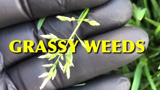 How To Kill Grassy Weeds In The Lawn [upl. by Notsej541]