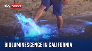 California Bioluminescent waves form as sea plankton appearances become more regular [upl. by Releyks]