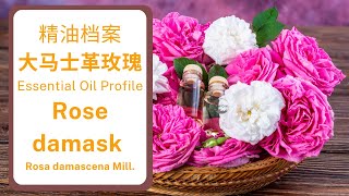 大马士革玫瑰精油  Rose damask Essential Oil  Rosa damascena Mill [upl. by Eliot]