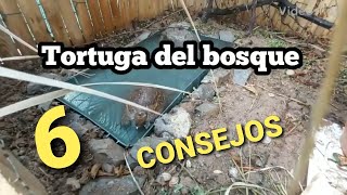 6 consejos tortuga del bosque Rhinoclemmys pulcherrima [upl. by Aitercul317]