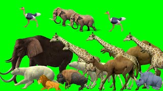 Animals stampede green screen  Stampede animal green screen  Animals stampede  Animals run [upl. by Evangelist699]