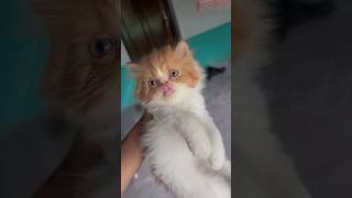 How to clean cat eyes malayalam🧼🐈❤️shorts cat trending dailyvlog [upl. by Sobel54]