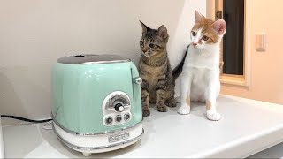 トースターから食パンが飛び出してきたときの子猫たちのリアクションが100点すぎましたw [upl. by Rehpotisrhc827]